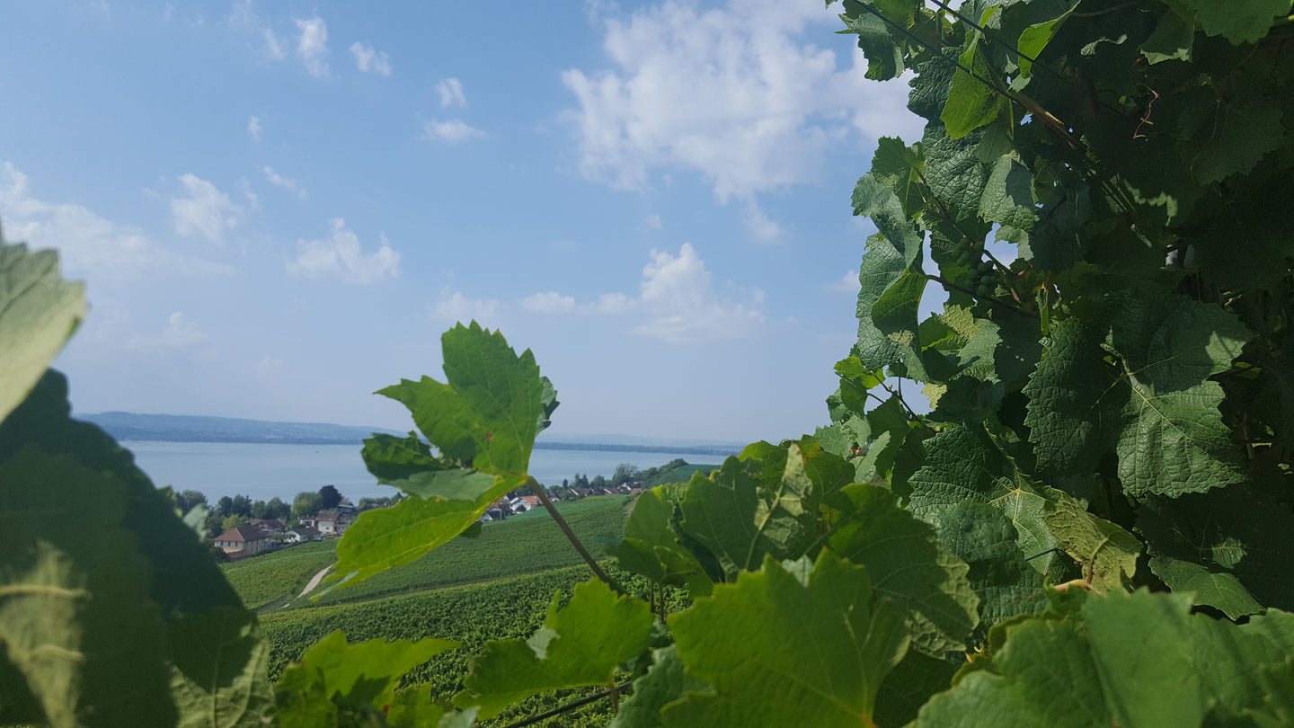 Suisse Auslese