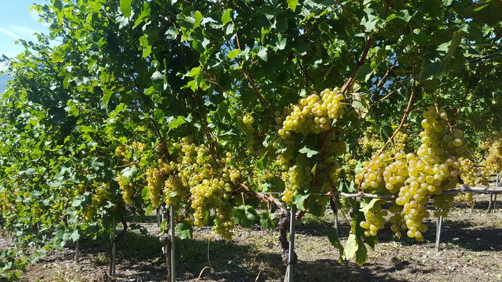 Chasselas Gutedel Fendant