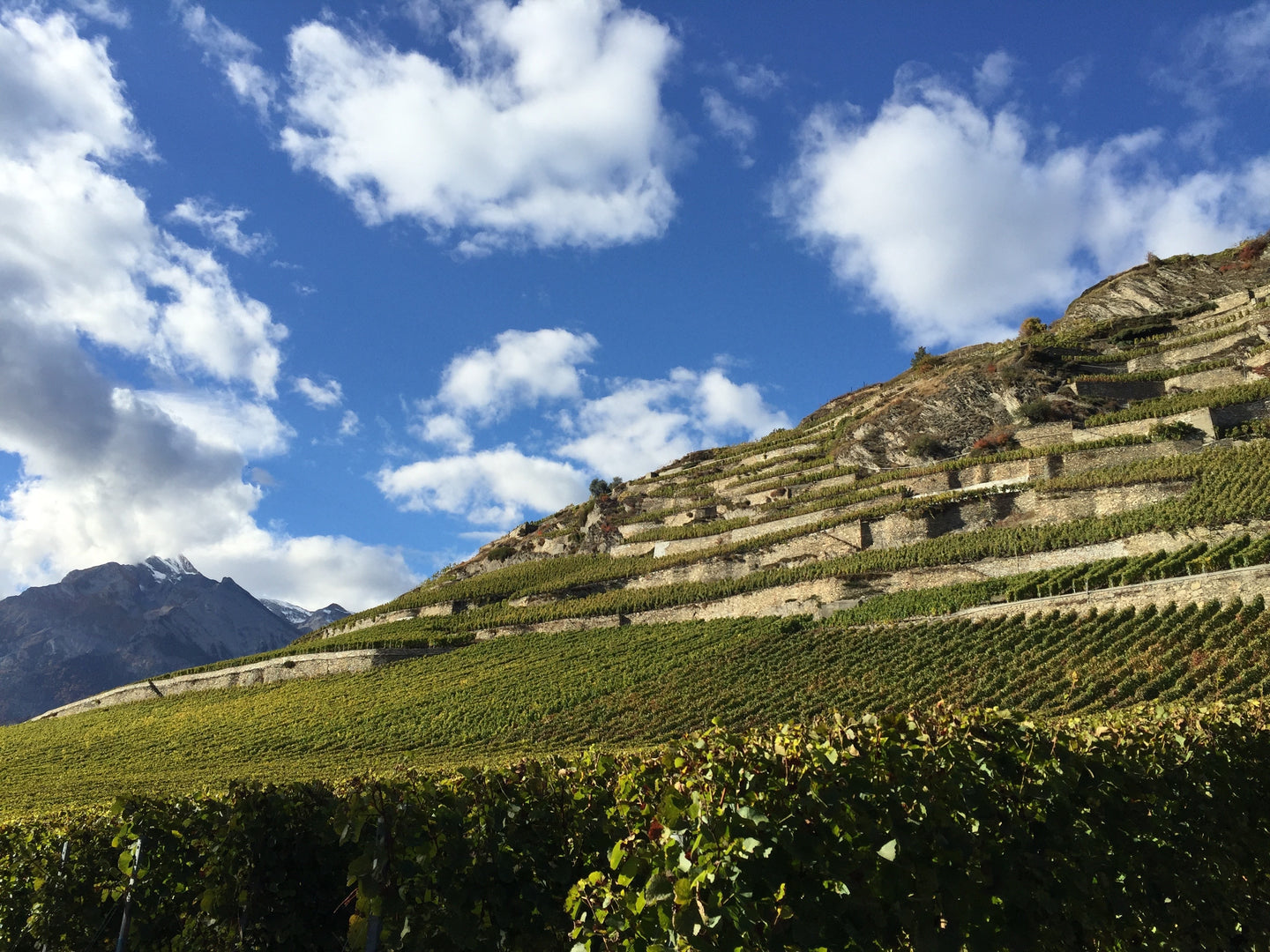 Cuvée des Alpes Zurbriggen