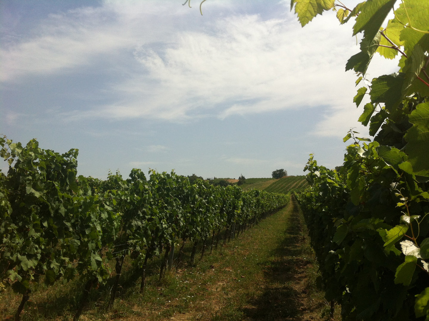 Weinberg evidence Jois Leithaberg 