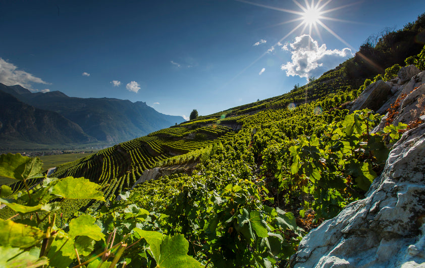 Swiss WineArt