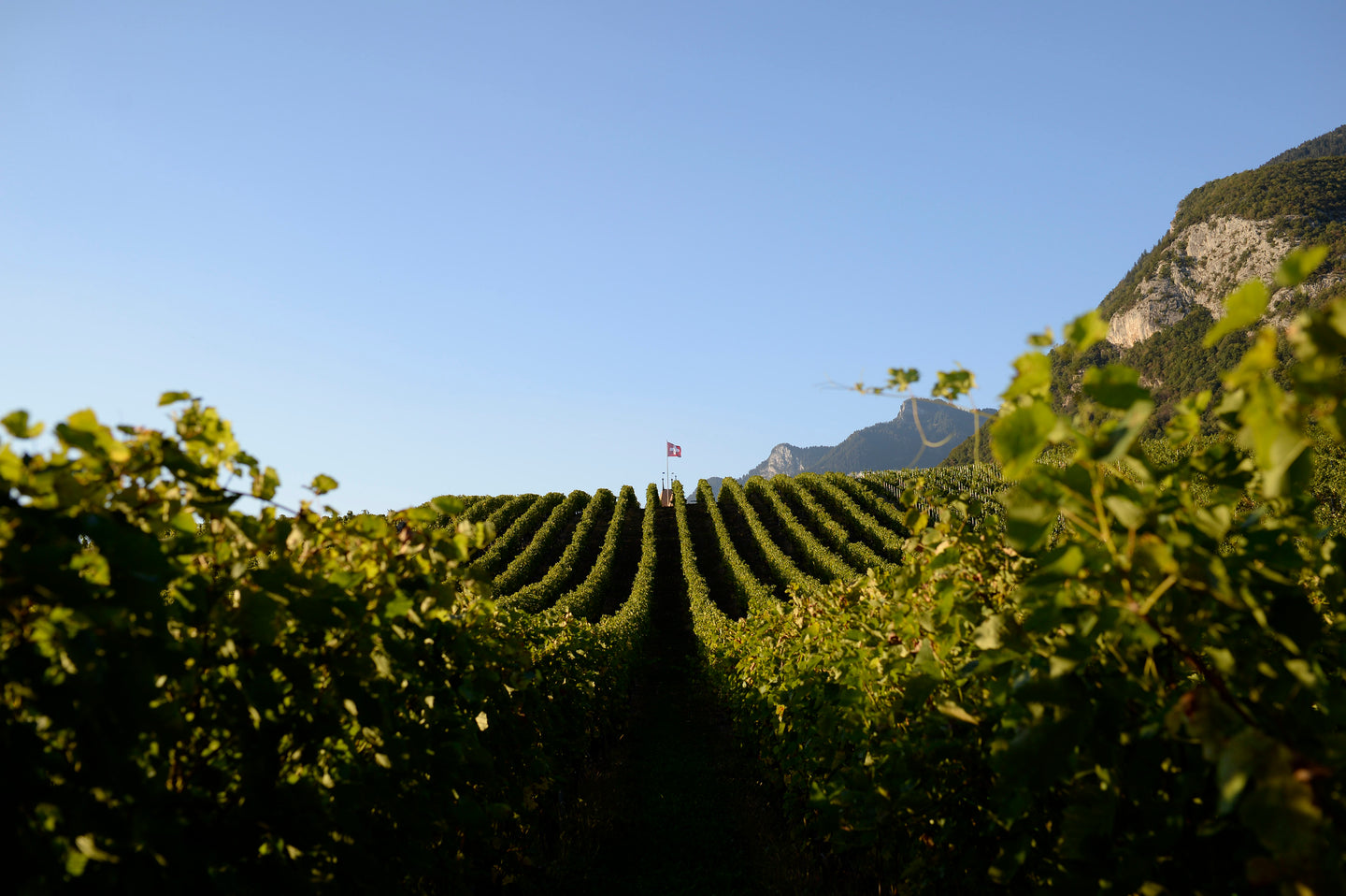 Aigle 